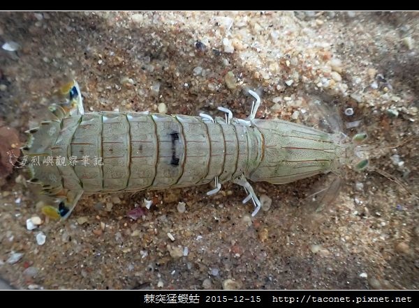 棘突猛蝦蛄_09.jpg