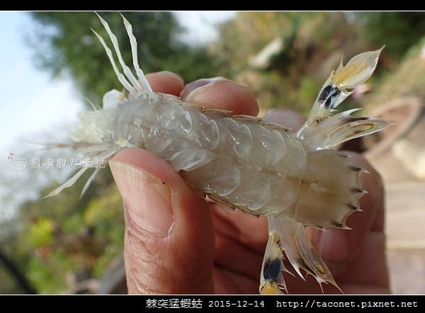 棘突猛蝦蛄_08.jpg