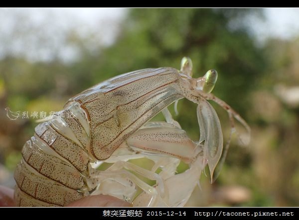 棘突猛蝦蛄_07.jpg