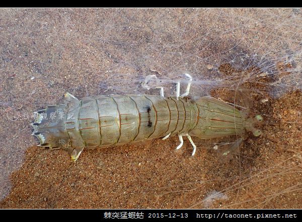 棘突猛蝦蛄_05.jpg