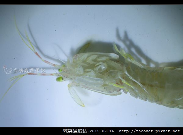 棘突猛蝦蛄_04.jpg