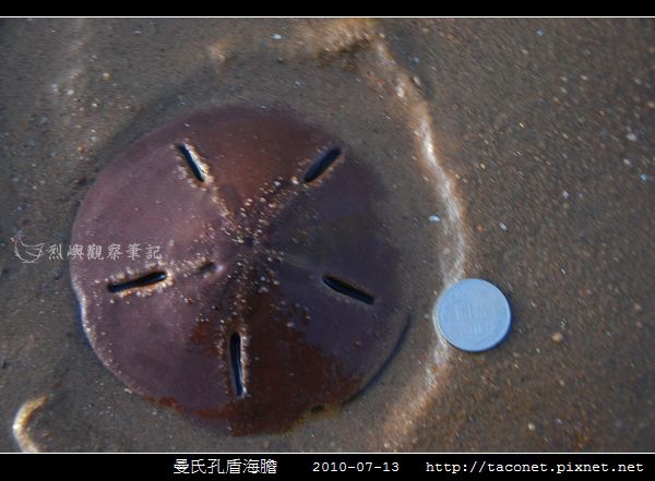 曼氏孔盾海膽_06.jpg
