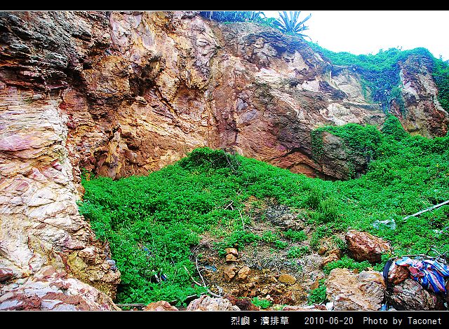 烈嶼。濱排草_08.jpg
