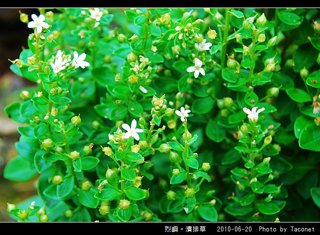 烈嶼。濱排草_07.jpg