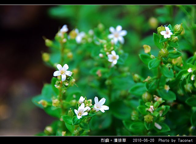 烈嶼。濱排草_05.jpg