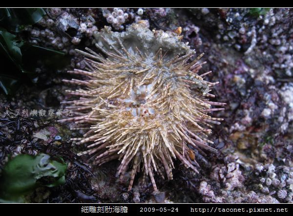 細雕刻肋海膽相簿封面