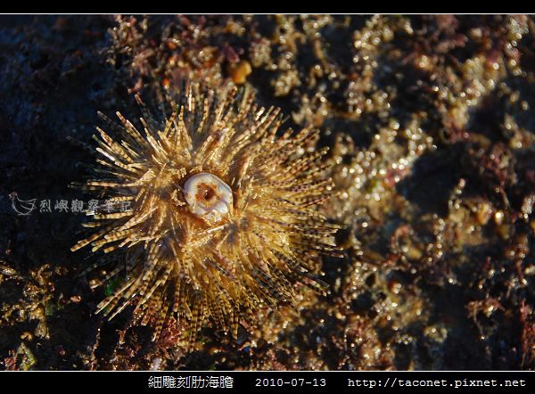 細雕刻肋海膽_04.jpg
