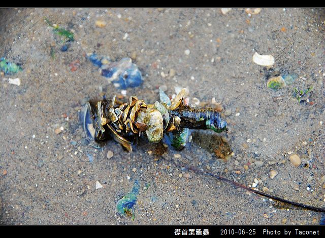 襟首葉蟄蟲_02.jpg