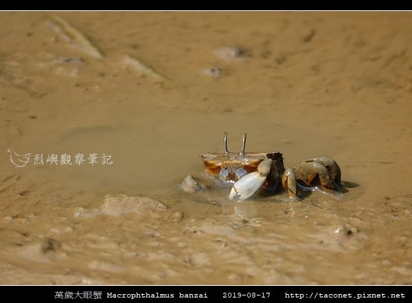 萬歲大眼蟹 Macrophthalmus banzai_7.jpg