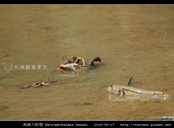 萬歲大眼蟹 Macrophthalmus banzai_6.jpg