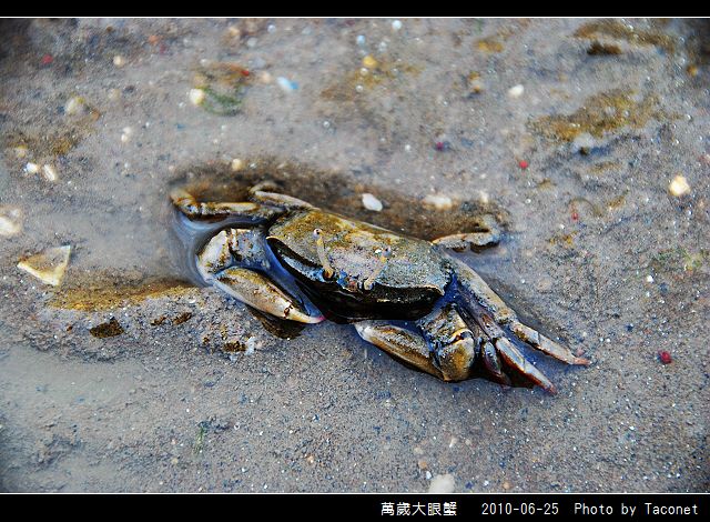 萬歲大眼蟹_06.jpg