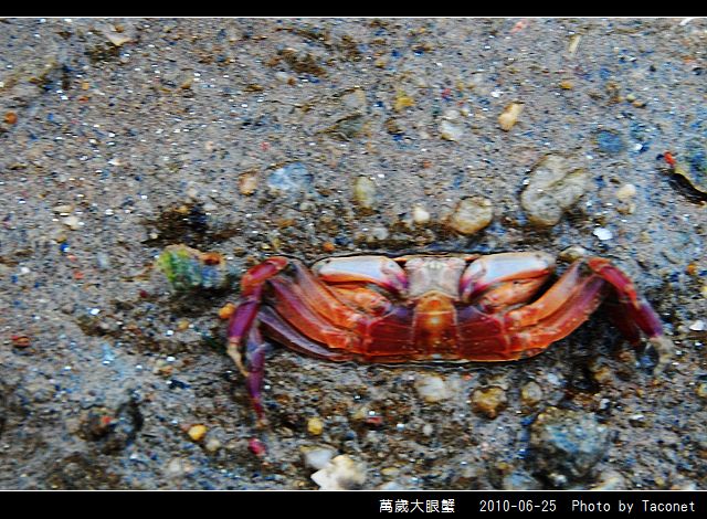 萬歲大眼蟹_05.jpg