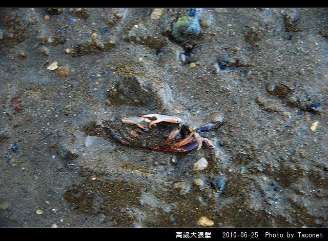 萬歲大眼蟹_04.jpg