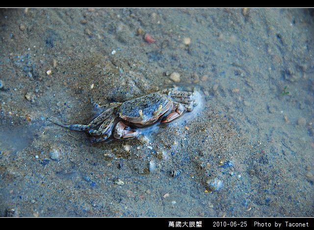 萬歲大眼蟹_03.jpg