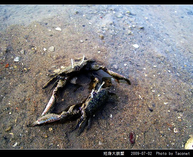 短身大眼蟹_03.jpg