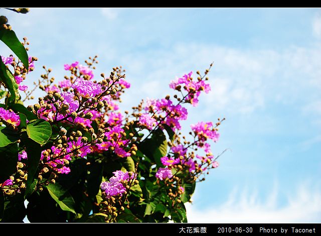大花紫薇_06.jpg