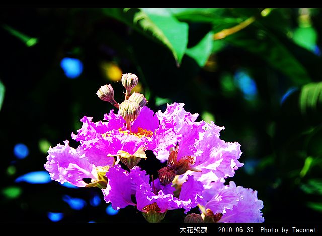 大花紫薇_05.jpg