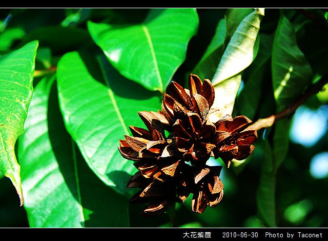 大花紫薇_04.jpg