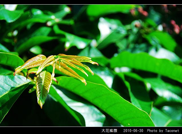 大花紫薇_03.jpg