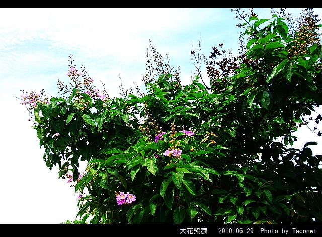 大花紫薇_16.jpg