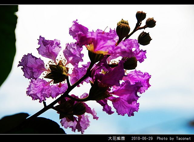 大花紫薇_15.jpg