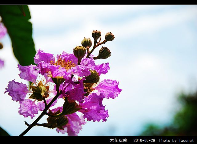 大花紫薇_12.jpg