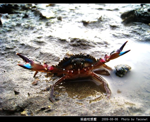 鈍齒短槳蟹_10.jpg