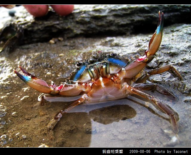 鈍齒短槳蟹_09.jpg