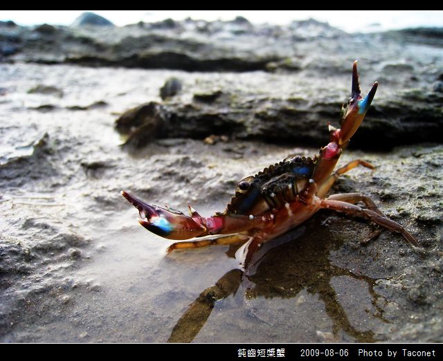 鈍齒短槳蟹_08.jpg