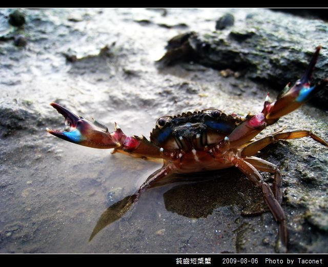 鈍齒短槳蟹_07.jpg