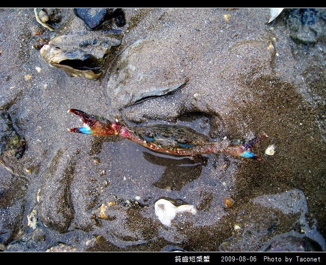 鈍齒短槳蟹_05.jpg