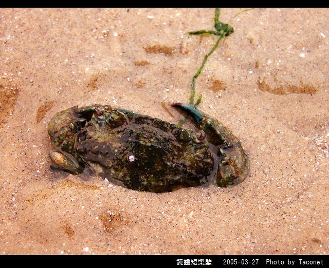 鈍齒短槳蟹_03.jpg