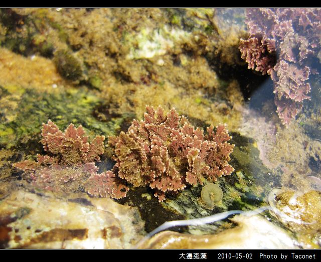 大邊孢藻_05.jpg