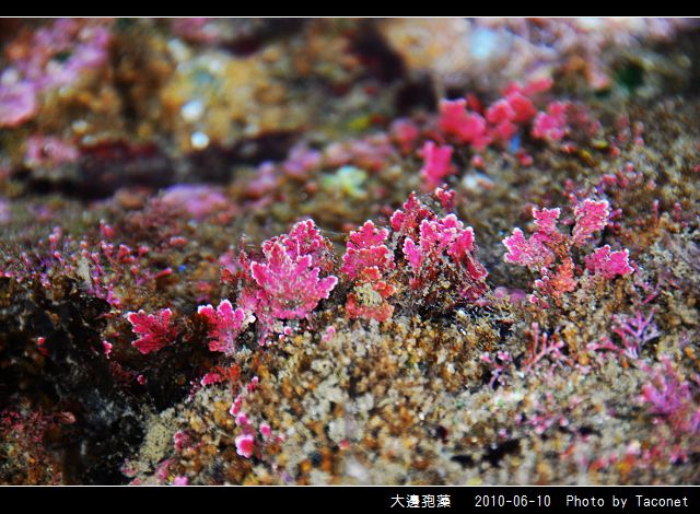 大邊孢藻_01.jpg