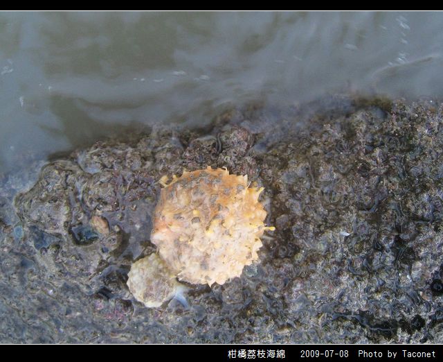 柑橘荔枝海綿_09.jpg