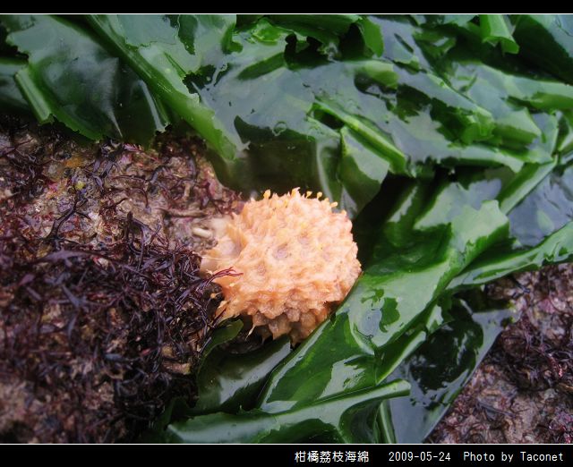 柑橘荔枝海綿_06.jpg