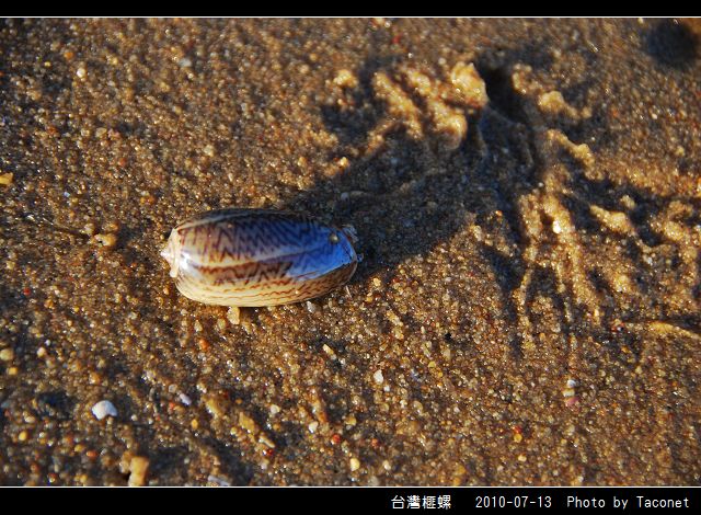 台灣榧螺_04.jpg