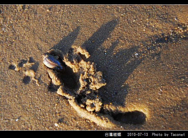 台灣榧螺_01.jpg