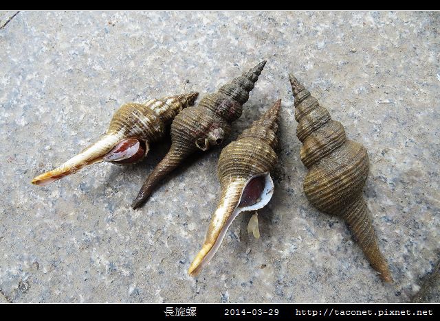 長旋螺_01.jpg