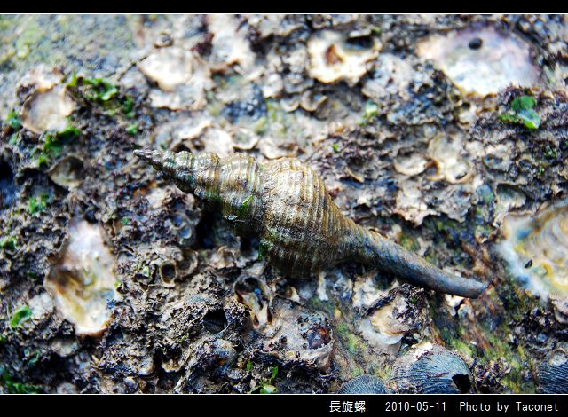 長旋螺_05.jpg