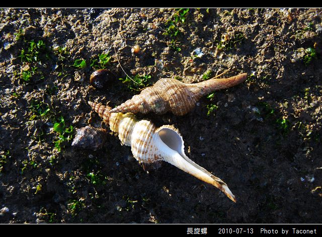 長旋螺_03.jpg