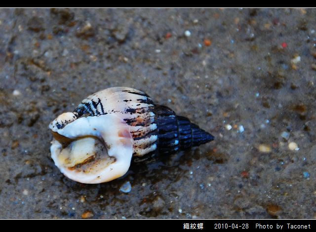織紋螺_05.jpg