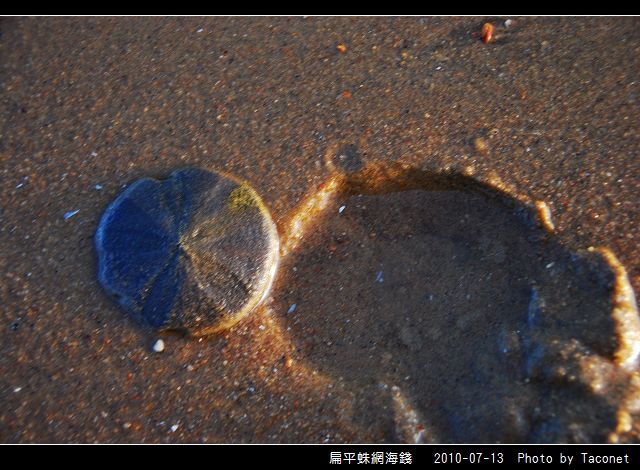 扁平蛛網海錢_05.jpg