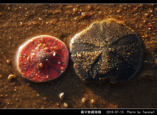 扁平蛛網海錢_04.jpg
