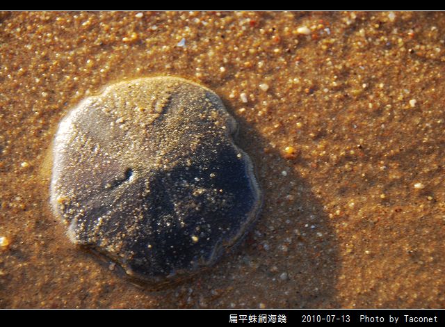 扁平蛛網海錢_03.jpg