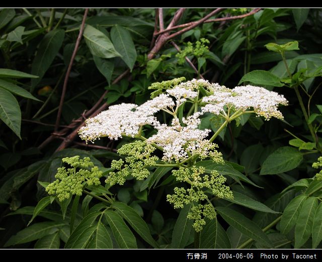 冇骨消_10.jpg