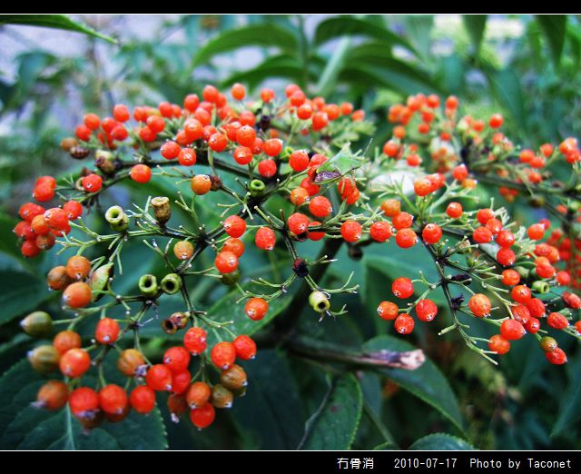 冇骨消_19.jpg