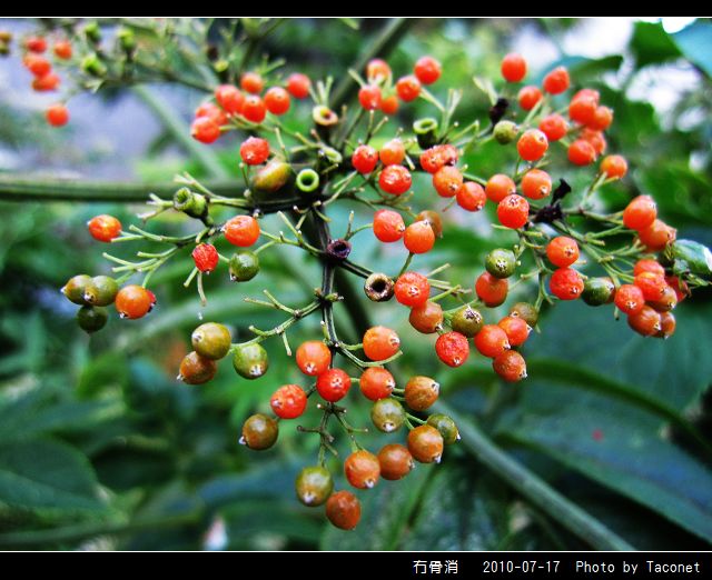 冇骨消_17.jpg