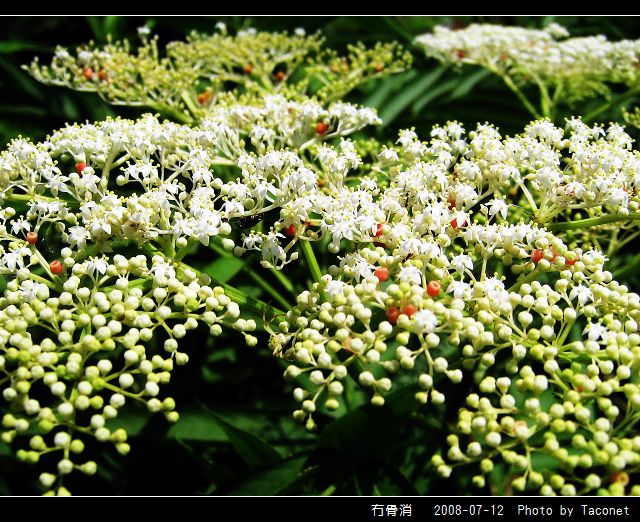 冇骨消_14.jpg