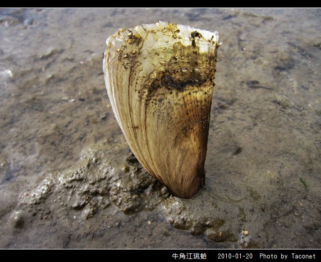 牛角江珧蛤_04.jpg